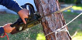 Best Tree Preservation Services  in Terra Alta, WV