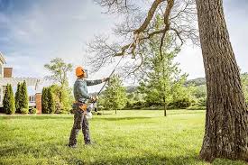 Why Choose Our Tree Removal Services in Terra Alta, WV?