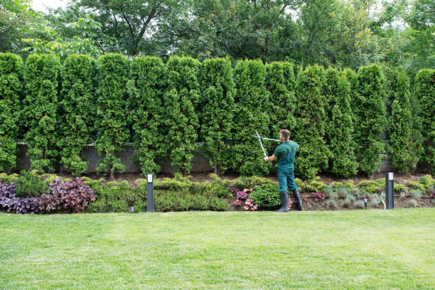 Best Lawn Irrigation Installation and Maintenance  in Terra Alta, WV