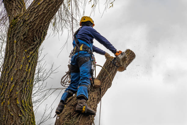 Trusted Terra Alta, WV  Tree Services Experts