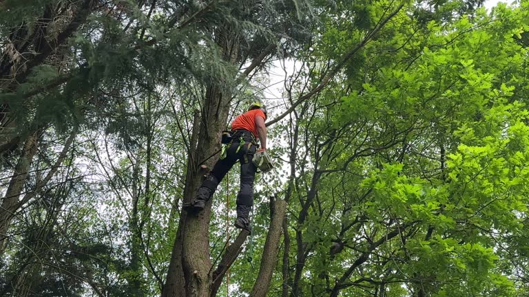 Best Tree Trimming and Pruning  in Terra Alta, WV