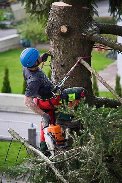 Best Tree Risk Assessment  in Terra Alta, WV