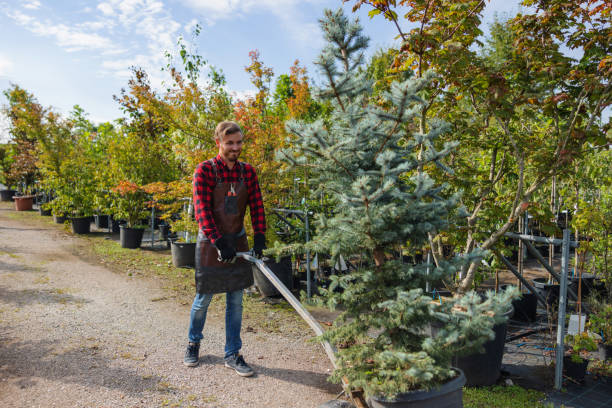 Lawn Watering Services in Terra Alta, WV