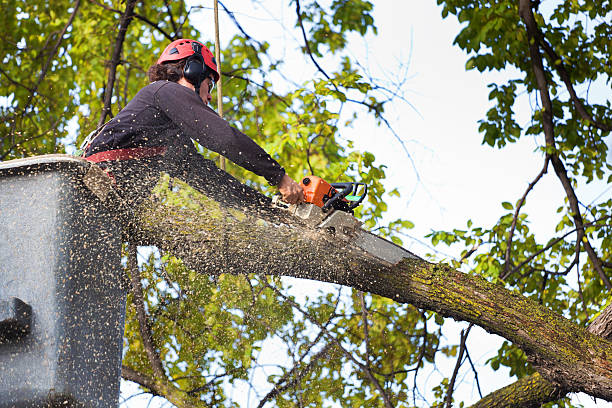 Best Lawn Watering Services  in Terra Alta, WV